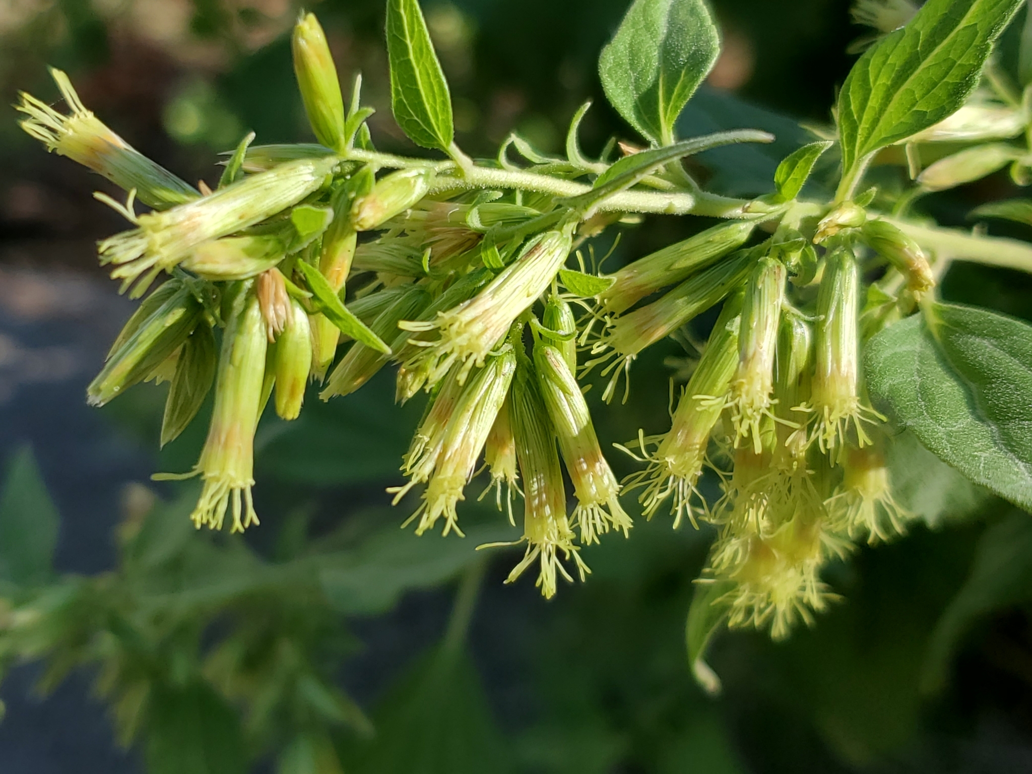 Brickellia rusbyi