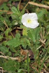 Oenothera tetraptera