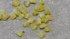 Mentzelia desertorum