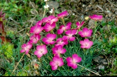 Dianthus pavonius