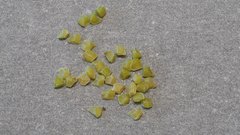 Mentzelia desertorum