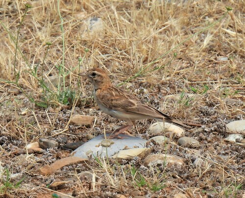 Terrera común (Calandrella brachydactyla)