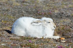 Lepus arcticus