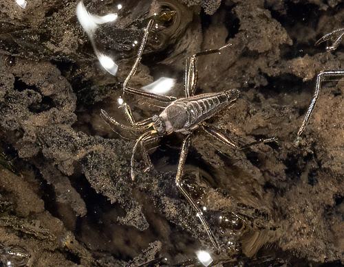 Rhagovelia obesa Uhler, 1871