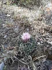 Echinofossulocactus pentacanthus