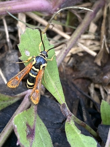 Coronopus Borer Moth photo 4