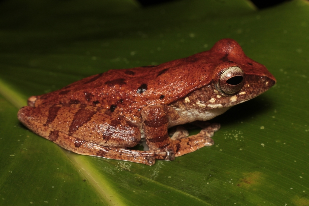 Brown Tree Frog