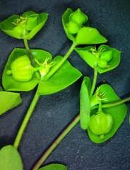Euphorbia tetrapora