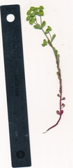 Euphorbia tetrapora