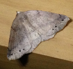 Syncirsodes disticlaria