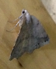 Syncirsodes disticlaria