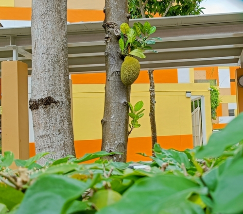 Artocarpus heterophyllus