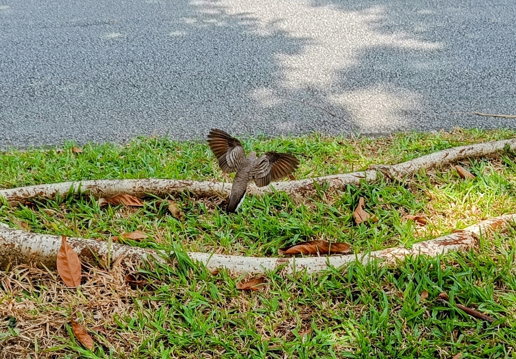 Zebra Dove