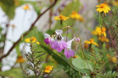 Anthophora marginata