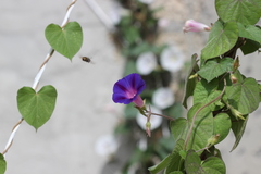 Anthophora marginata