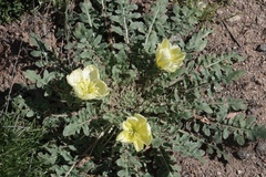 Oenothera primiveris primiveris