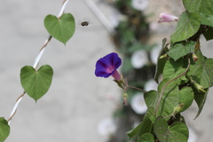Anthophora marginata