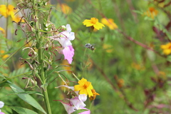 Anthophora marginata