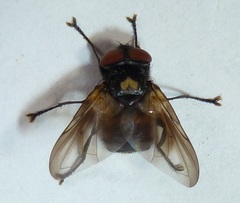 Phasia aurulans