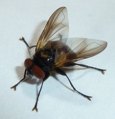 Phasia aurulans