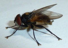 Phasia aurulans