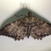 Rheumaptera exacta - Photo (c) Damon Tighe,  זכויות יוצרים חלקיות (CC BY-NC), הועלה על ידי Damon Tighe