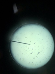 Miozoa