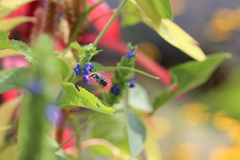 Anthophora marginata