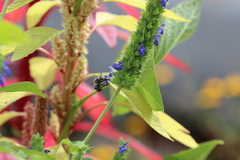 Anthophora marginata