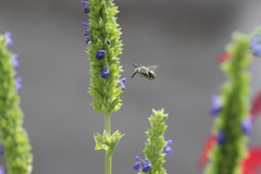 Anthophora marginata