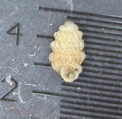 Lyropupa