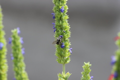 Anthophora marginata