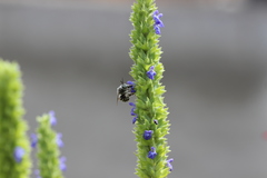 Anthophora marginata