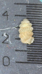 Lyropupa