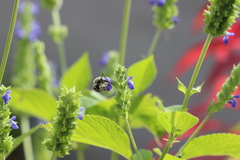 Anthophora marginata