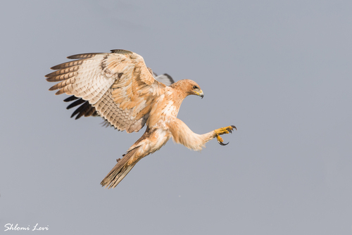 Aigle de Bonelli