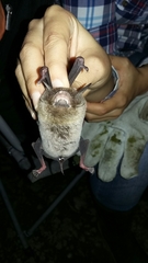 Pteronotus mesoamericanus