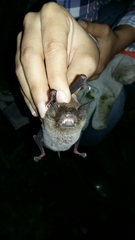 Pteronotus mesoamericanus