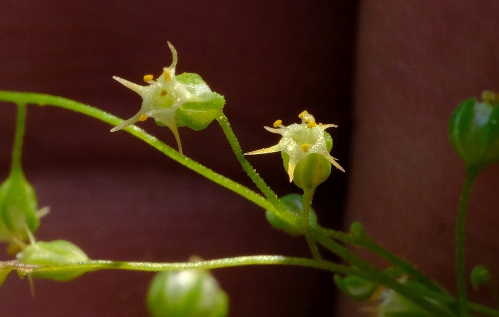 Polycarena tenella