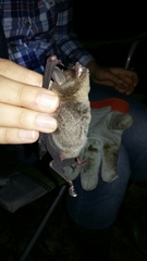 Pteronotus mesoamericanus