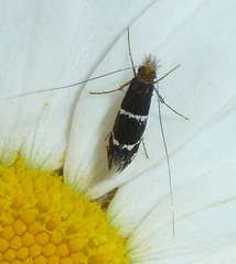 Adela septentrionella