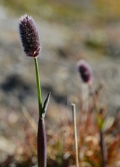 Alopecurus magellanicus