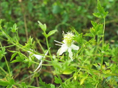 Cissus trifoliata