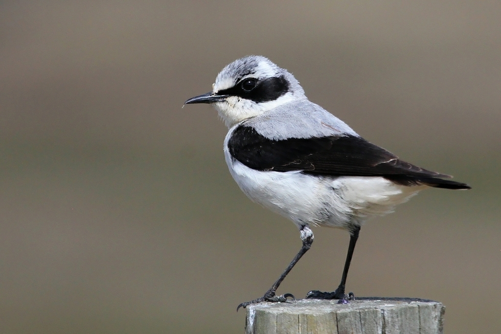 Wheatears and Allies