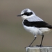Wheatears and Allies - Photo (c) naturpel, some rights reserved (CC BY-NC), uploaded by naturpel