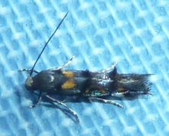 Mompha raschkiella