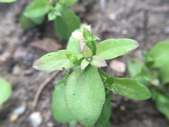 Triodanis lamprosperma