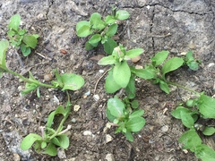 Triodanis lamprosperma