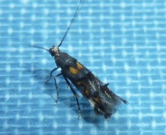 Mompha raschkiella
