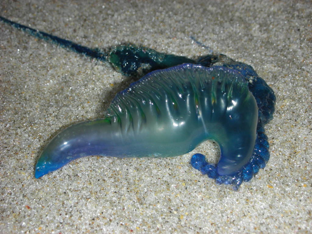 Bluebottle (topview) (Jellyfish of New Zealand) · iNaturalist